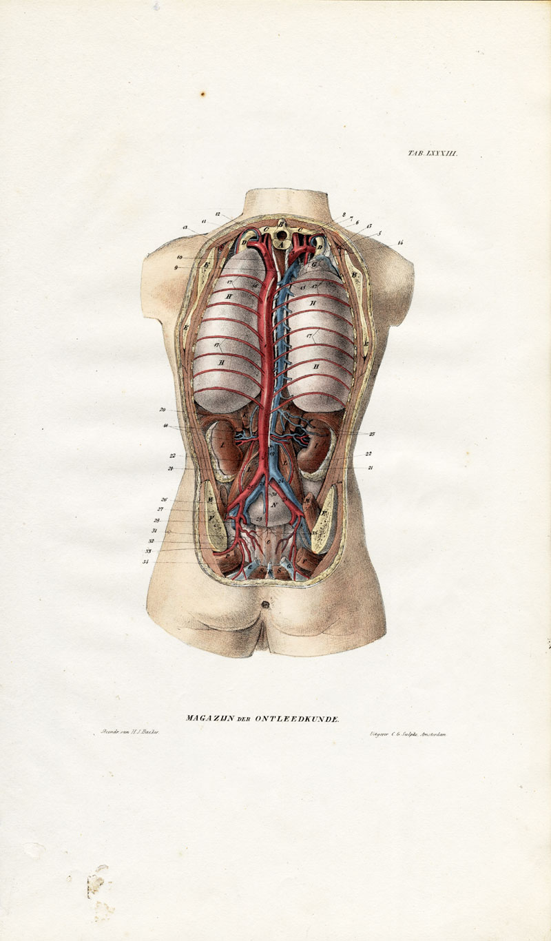 , Antique Anatomy Print-ANGIOLOGY-ARTERY-TORSO-FEMALE-Richter-1839, Pictura Antique Prints