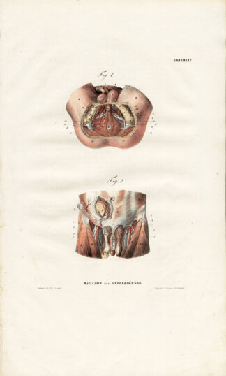 Antique Anatomy Print-ANGIOLOGY-ARTERY-PELVIS-GROIN-Richter-1839