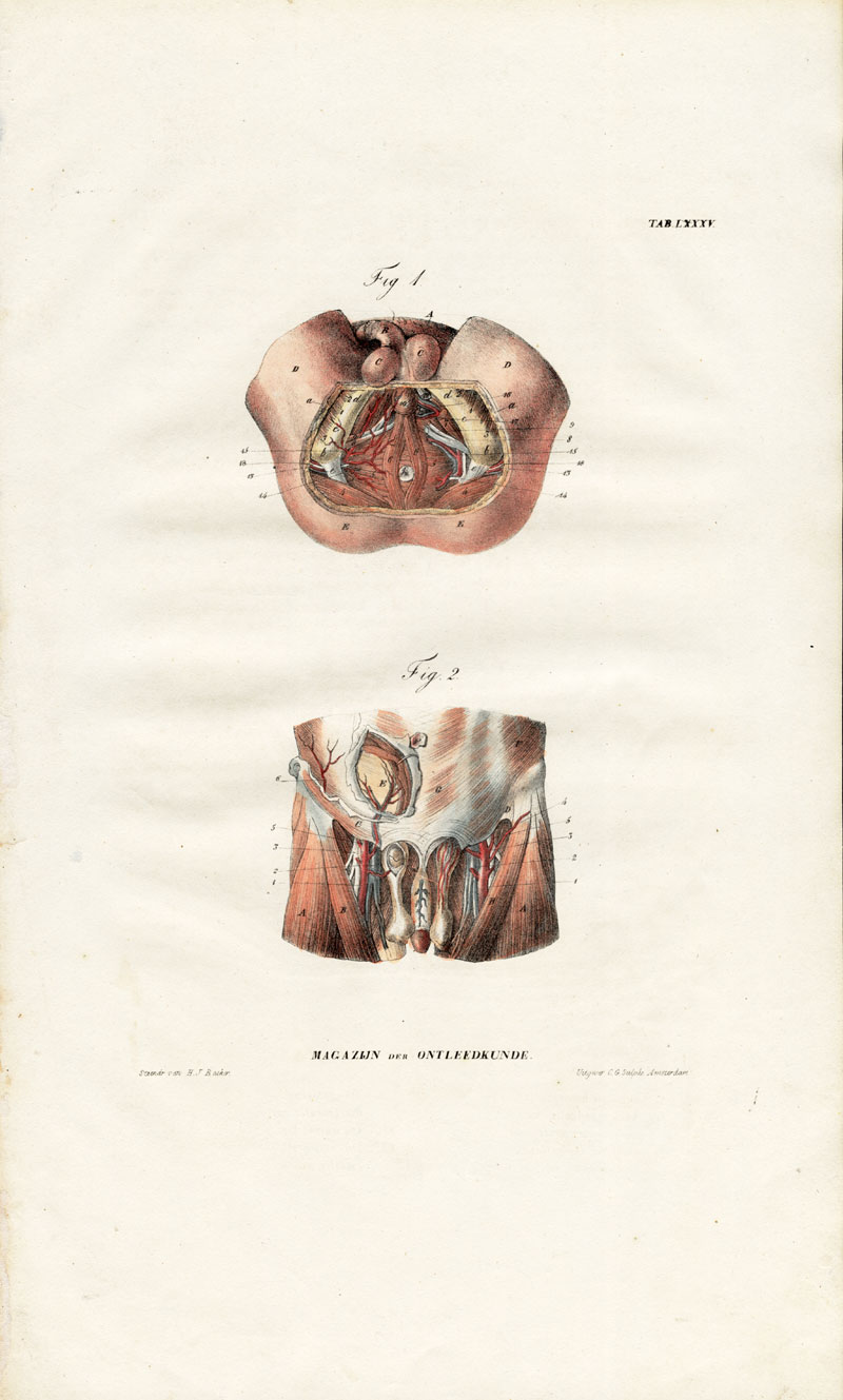 , Antique Anatomy Print-ANGIOLOGY-ARTERY-PELVIS-GROIN-Richter-1839, Pictura Antique Prints