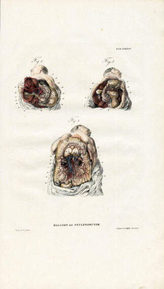 Antique Anatomy Print-ANGIOLOGY-ARTERY-MESENTERIC-COELIAC-Richter-1839
