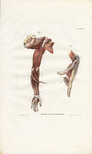Antique Anatomy Print-ANGIOLOGY-ARTERY-ARM-SHOULDER-HAND-Richter-1839