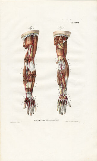 Antique Anatomy Print-ANGIOLOGY-ARTERY-ARM-LIMB-Richter-1839