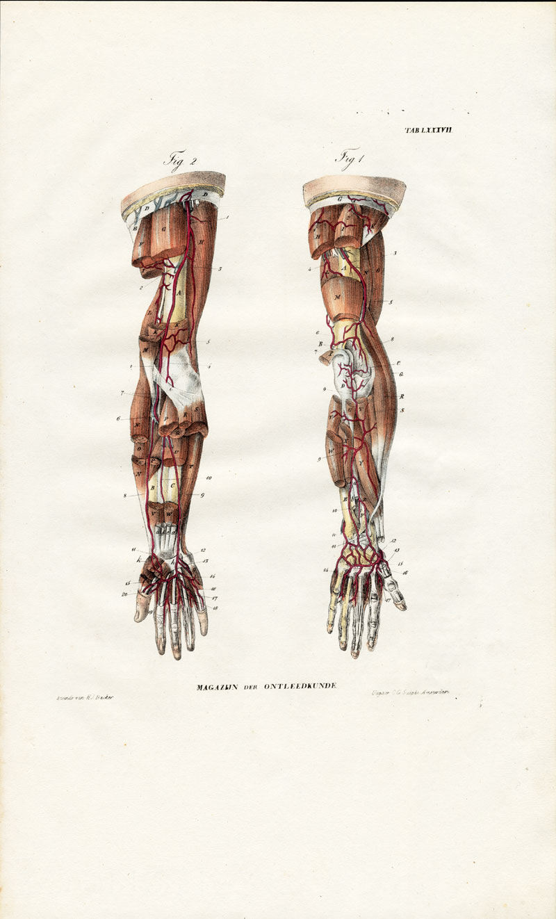 Lb3485 416x687 Antique Anatomy Print-ANGIOLOGY-ARTERY-ARM-LIMB-Richter-1839