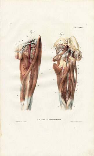 Antique Anatomy Print-ANGIOLOGY-ARTERY-THIGH-UPPER LEG-Richter-1839