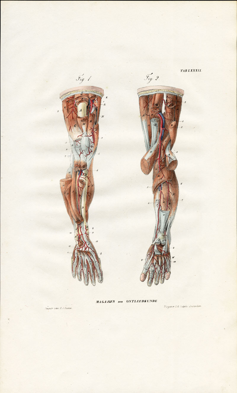 , Antique Anatomy Print-ANGIOLOGY-ARTERY-LOWER LEG-FOOT-Richter-1839, Pictura Antique Prints