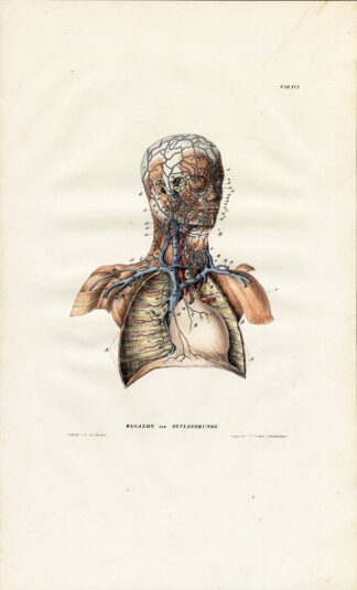 Antique Anatomy Print-ANGIOLOGY-ARTERY-BREAST-HEAD-CHEST-Richter-1839