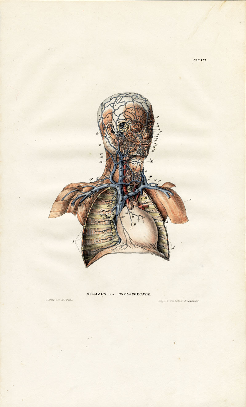 , Antique Anatomy Print-ANGIOLOGY-ARTERY-BREAST-HEAD-CHEST-Richter-1839, Pictura Antique Prints
