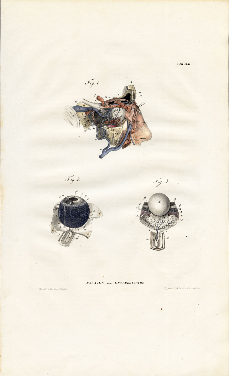 , Antique Anatomy Print-ANGIOLOGY-ARTERY-EYE-Richter-1839, Pictura Antique Prints