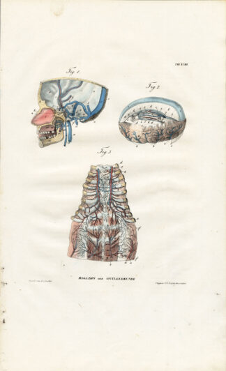 Antique Anatomy Print-ANGIOLOGY-ARTERY-STOMACH-MENINGES-DURA MATER-Richter-1839