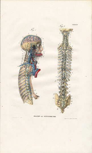 Antique Anatomy Print-ANGIOLOGY-ARTERY-HEAD-SPINE-NECK-Richter-1839