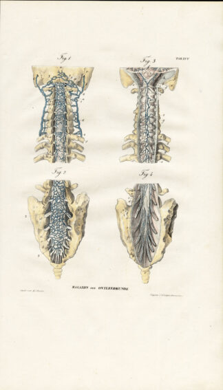 Antique Anatomy Print-ANGIOLOGY-ARTERY-SPINAL CORD MEMBRANE-MARROW-Richter-1839
