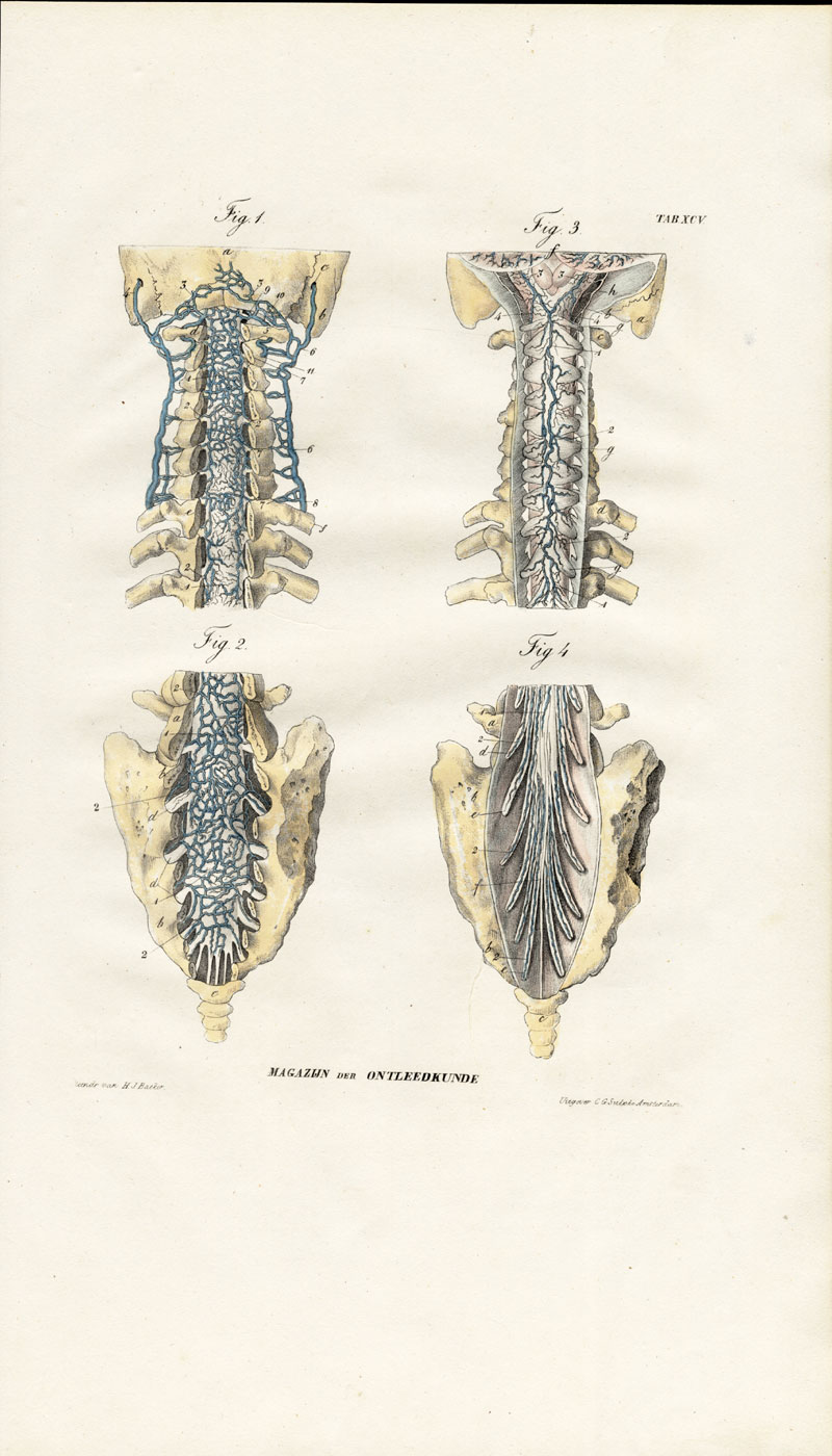 , Antique Anatomy Print-ANGIOLOGY-ARTERY-SPINAL CORD MEMBRANE-MARROW-Richter-1839, Pictura Antique Prints