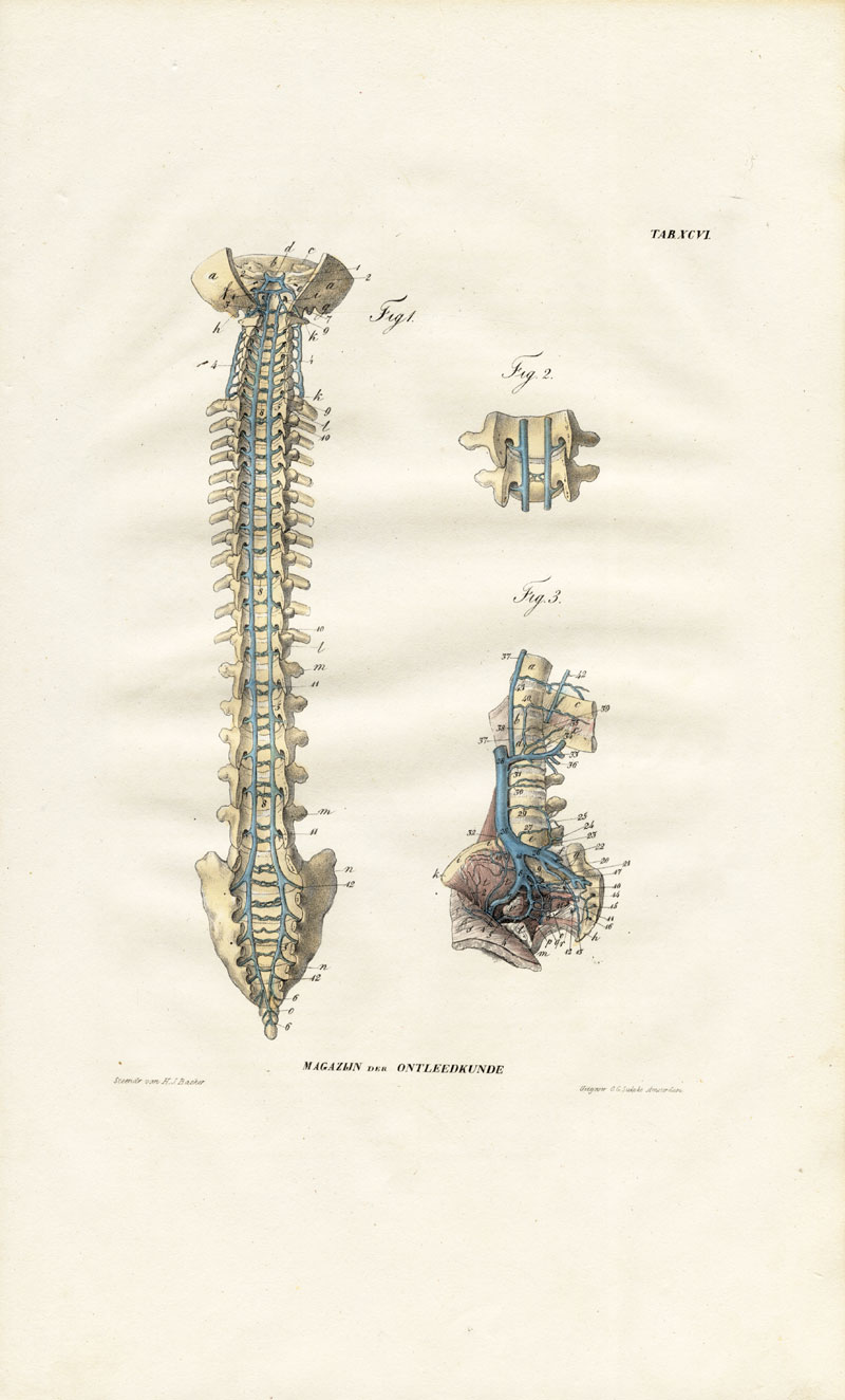 , Antique Anatomy Print-ANGIOLOGY-ARTERY-SPINE-INFERIOR VENA CAVA-Richter-1839, Pictura Antique Prints
