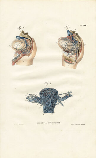 Antique Anatomy Print-ANGIOLOGY-ARTERY-ABDOMINAL VEIN-PENIS-Richter-1839