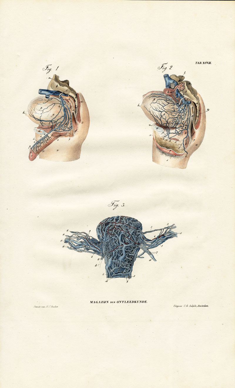 , Antique Anatomy Print-ANGIOLOGY-ARTERY-ABDOMINAL VEIN-PENIS-Richter-1839, Pictura Antique Prints