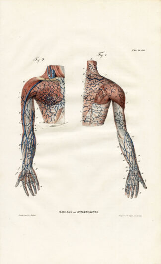 Antique Print-ANGIOLOGY-ARTERY-CHEST-SHOULDER-BREAST-Tab. XCVIII-Richter-1839