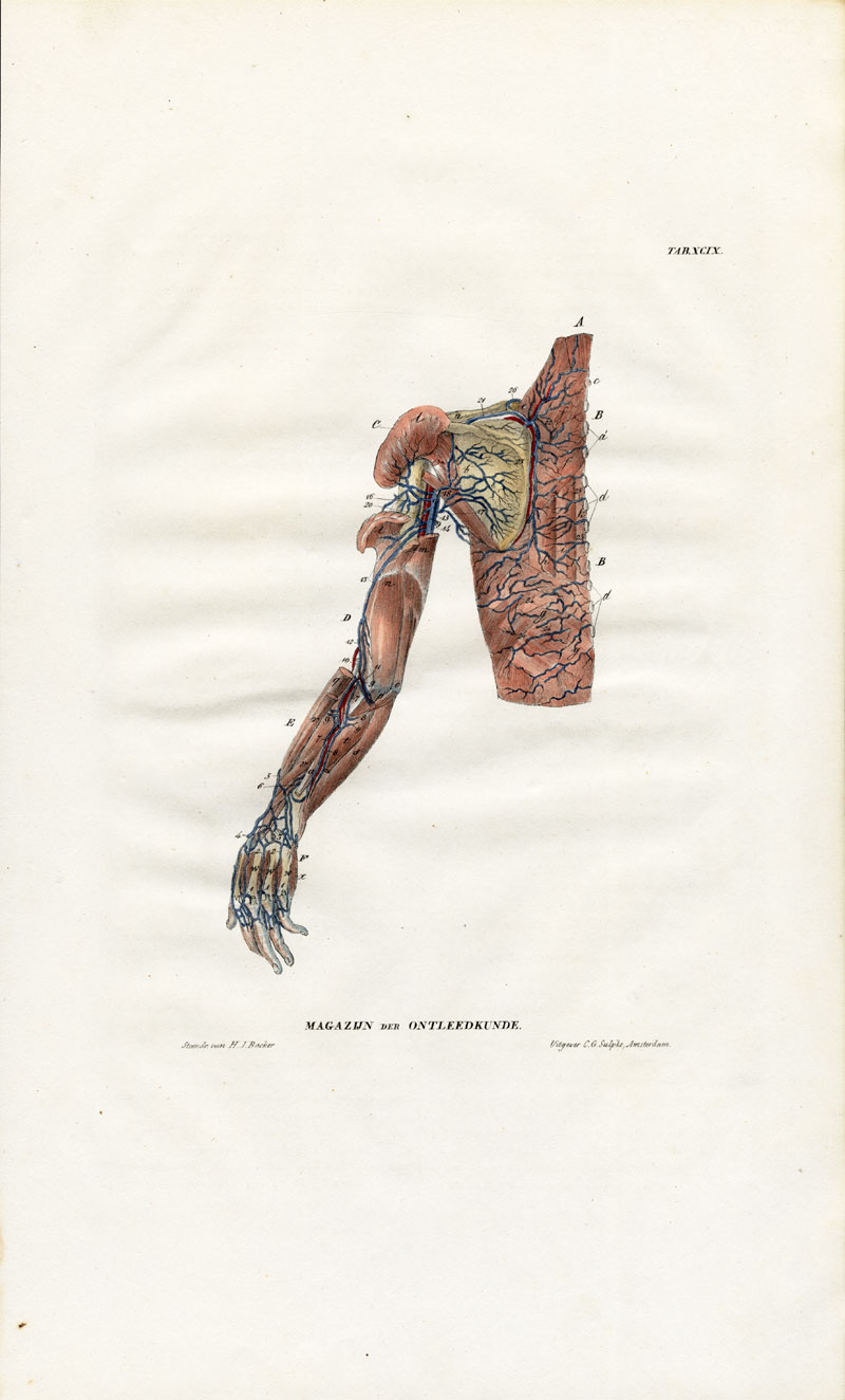 , Antique Print-ANGIOLOGY-ARTERY-CHEST-SHOULDER-BREAST-ARM-Pl. XCIX-Richter-1839, Pictura Antique Prints