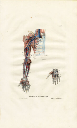 Antique Anatomy Print-ANGIOLOGY-ARTERY-ARM-CHEST-Richter-1839