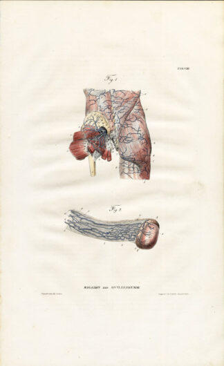 Antique Anatomy Print-ANGIOLOGY-ARTERY-REAR TORSO-TESTICLES-Richter-1839
