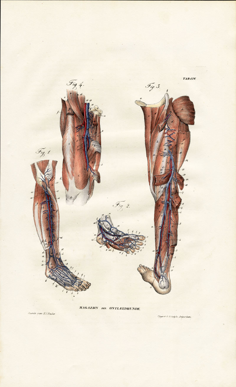 , Antique Anatomy Print-ANGIOLOGY-ARTERY-LOWER LIMBS-LEGS-Richter-1839, Pictura Antique Prints