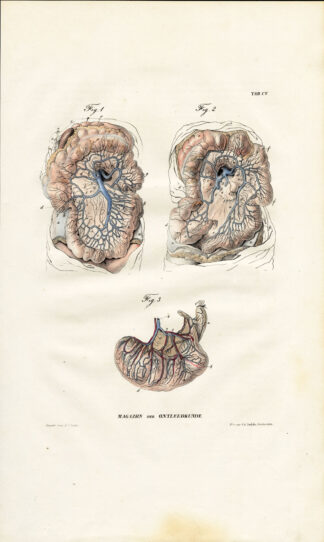 Antique Anatomy Print-ANGIOLOGY-ARTERY-PORTAL VENOUS SYSTEM-Richter-1839