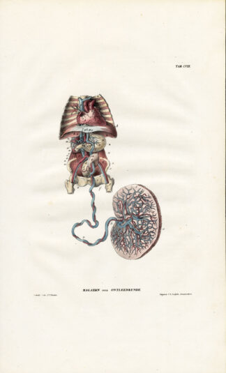 Antique Anatomy Print-ANGIOLOGY-ARTERY-FETUS-PREGNANCY-Richter-1839