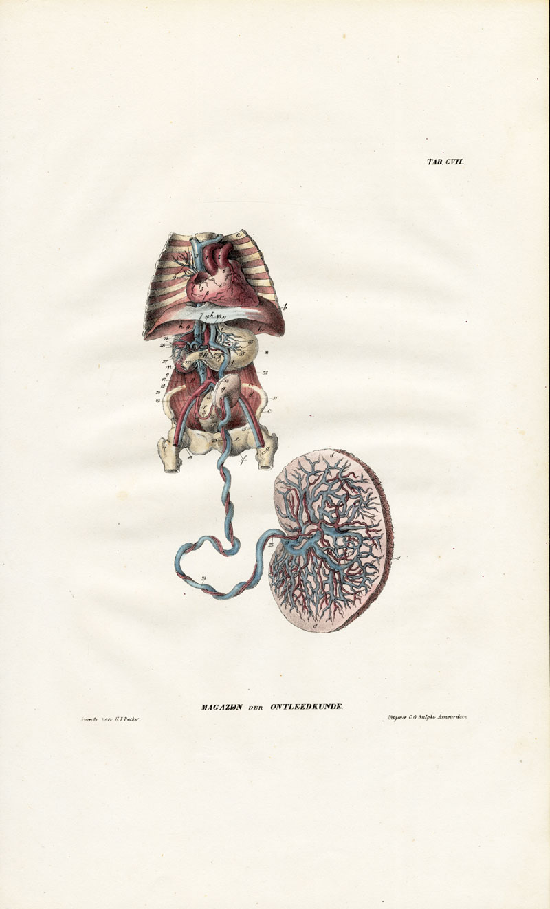 Lb3505 416x687 Antique Anatomy Print-ANGIOLOGY-ARTERY-FETUS-PREGNANCY-Richter-1839