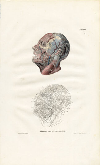 Antique Anatomy Print-NEUROLOGY-NERVE-FACE-HEAD-Richter-1839