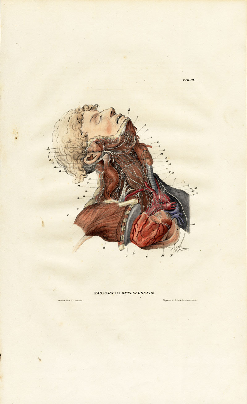 , Antique Anatomy Print-NEUROLOGY-NERVE-NECK-CHEST-Richter-1839, Pictura Antique Prints