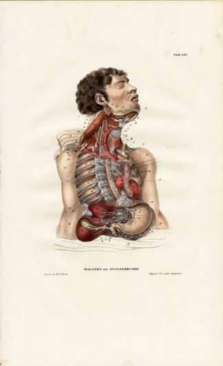 Antique Anatomy Print-NEUROLOGY-NERVE-STOMACH-SOLAR PLEXUS-Richter-1839