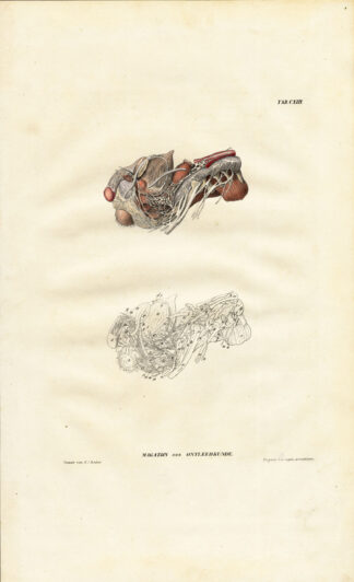 Antique Anatomy Print-STOMACH-Plate CXIII-Richter-1839