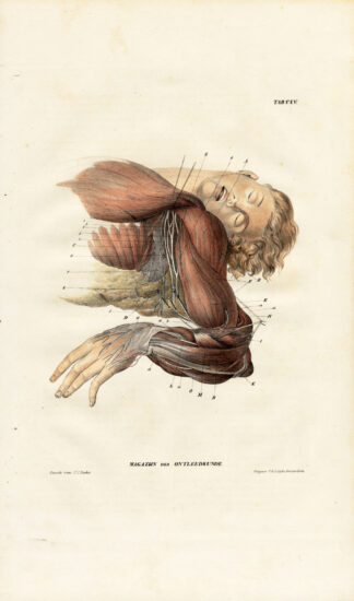 Antique Anatomy Print-NEUROLOGY-NERVE PLEXUS-ARMPIT-AXILLA-Richter-1839