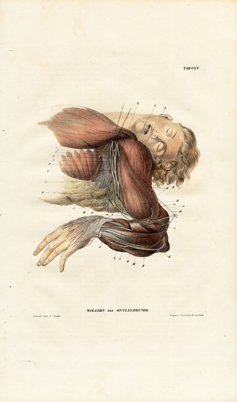, Antique Anatomy Print-NEUROLOGY-NERVE PLEXUS-ARMPIT-AXILLA-Richter-1839, Pictura Antique Prints