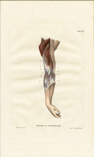 Antique Anatomy Print-NEUROLOGY-NERVE PLEXUS-ARM-Richter-1839