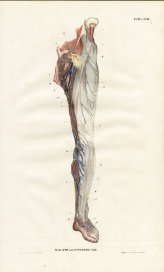 Antique Anatomy Print-NEUROLOGY-NERVE-LEG-FOOT-THIGH-Plate CXVII-Richter-1839