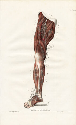 Antique Anatomy Print-NEUROLOGY-NERVE-THIGH-FOOT-LEG-Plate CXVIII-Richter-1839