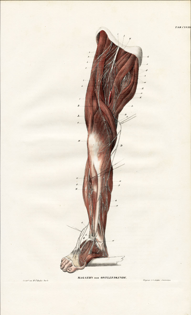, Antique Anatomy Print-NEUROLOGY-NERVE-THIGH-FOOT-LEG-Plate CXVIII-Richter-1839, Pictura Antique Prints