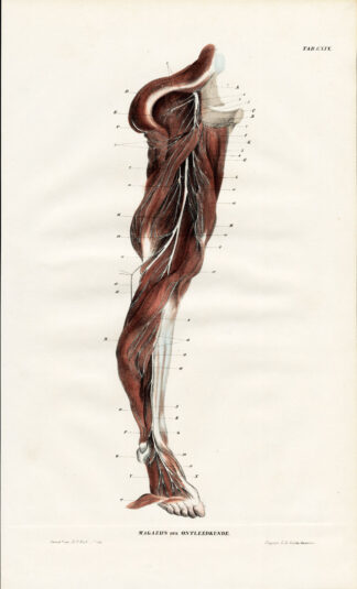Antique Anatomy Print-NEUROLOGY-NERVE-ISCHIAL-LEG-FOOT-Richter-1839