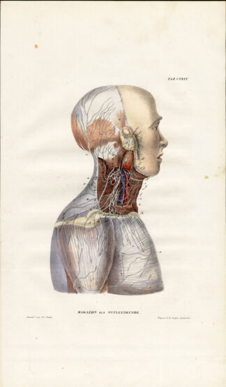 Antique Anatomy Print-NEUROLOGY-NERVE-CERVICAL-HEAD-Richter-1839