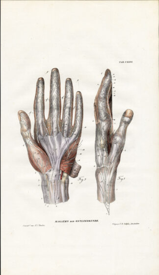 Antique Anatomy Print-NEUROLOGY-NERVE-HAND-Richter-1839