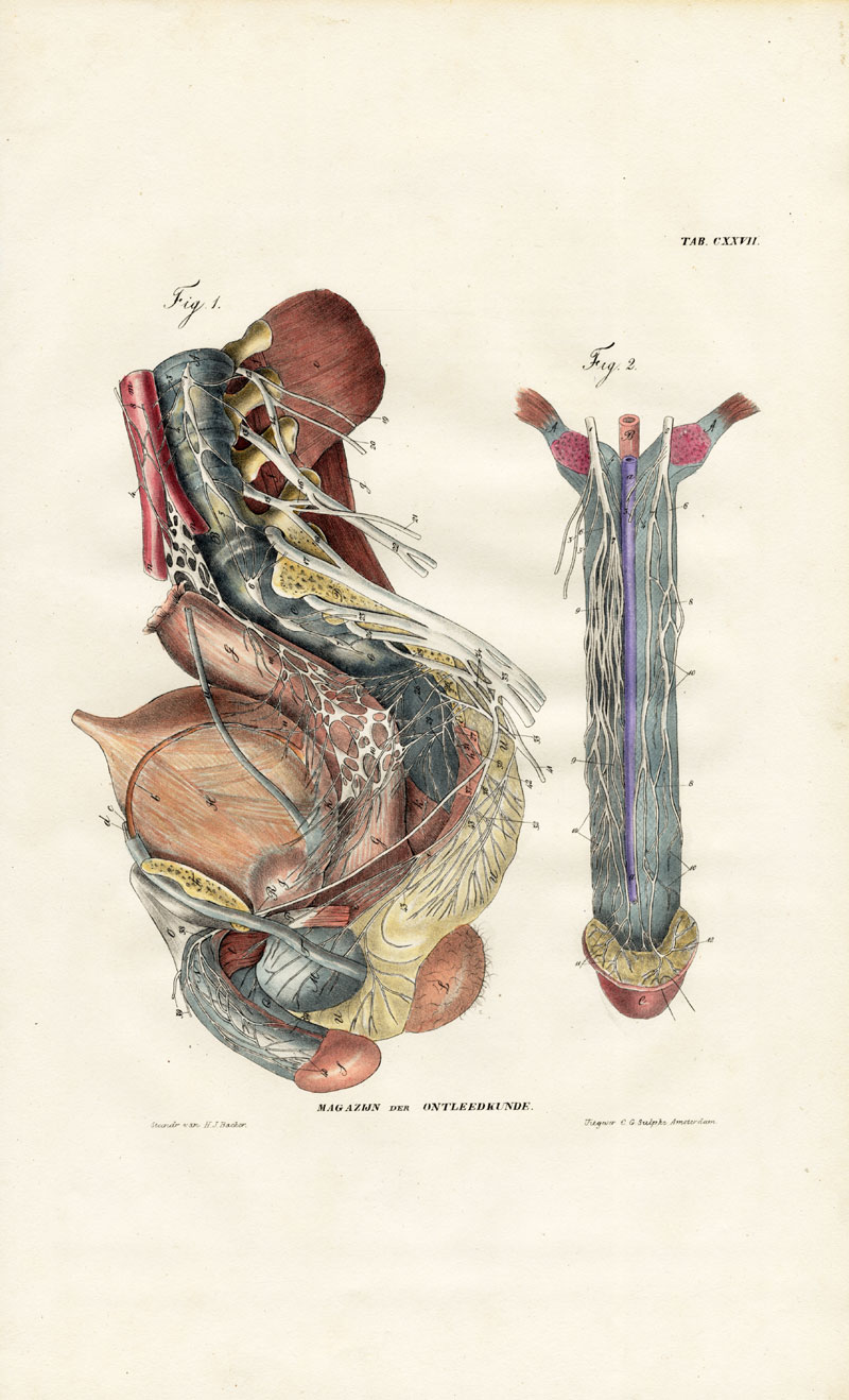 , Antique Anatomy Print-NEUROLOGY-NERVE-STOMACH-PENIS-Plate CXXVII-Richter-1839, Pictura Antique Prints