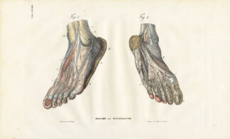 Antique Anatomy Print-NEUROLOGY-NERVE-FOOT-TOE-HEEL-Richter-1839