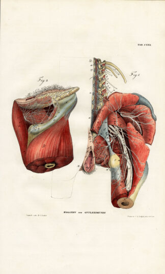 Antique Anatomy Print-NEUROLOGY-NERVE-FEMALE TORSO-VAGINA-Richter-1839