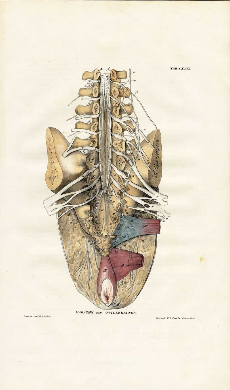 , Antique Anatomy Print-NEUROLOGY-NERVE-MALE TORSO-ANUS-SPINE-Richter-1839, Pictura Antique Prints