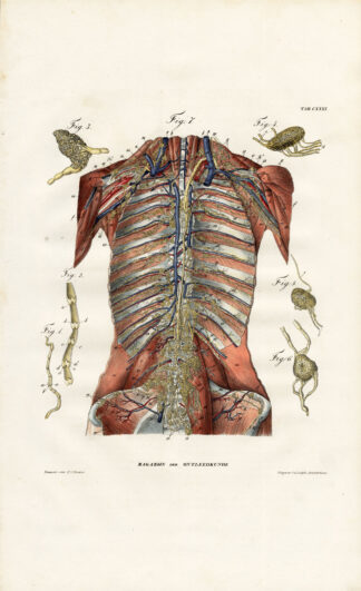 Antique Anatomy Print-LYMPHATIC SYSTEM-TORSO-Richter-1839