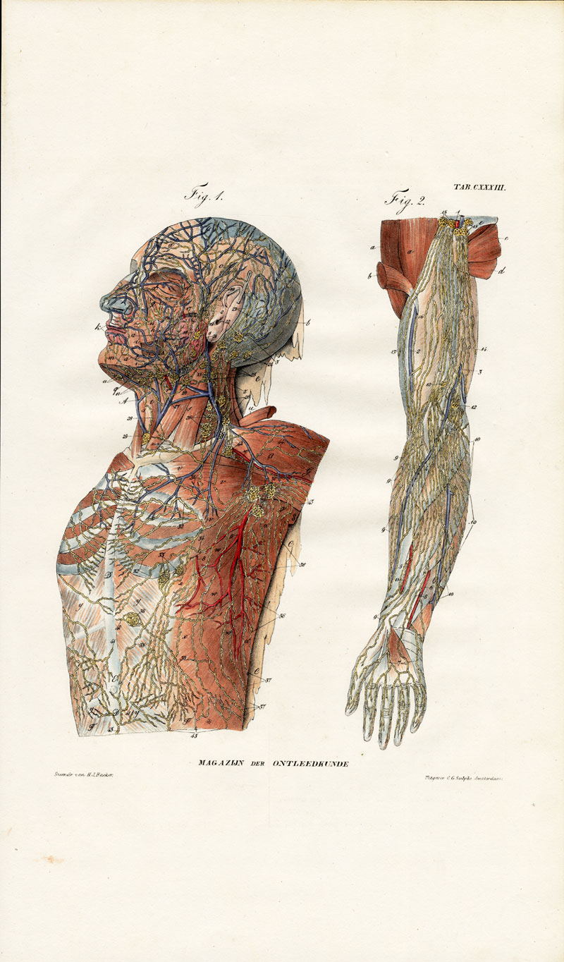 , Antique Anatomy Print-LYMPHATIC SYSTEM-HEAD-CHEST-ARM-STOMACH-Richter-1839, Pictura Antique Prints