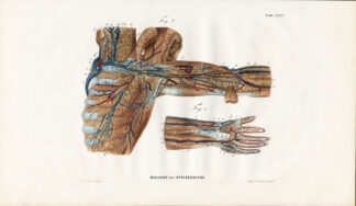 Antique Anatomy Print-LYMPHATIC SYSTEM-CHEST-NECK-ARM-Richter-1839