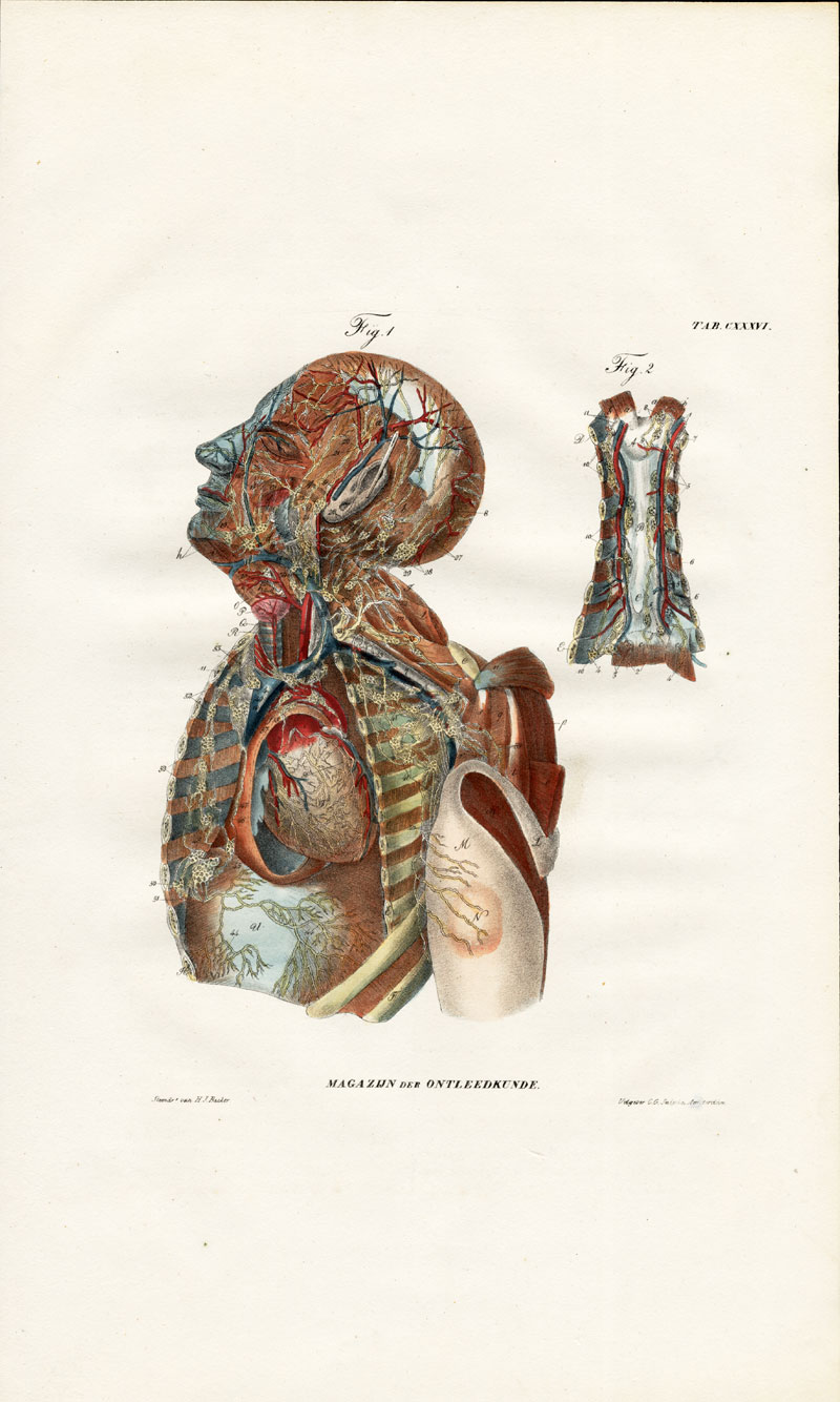, Antique Anatomy Print-LYMPHATIC SYSTEM-HEAD-NECK-CHEST-Richter-1839, Pictura Antique Prints