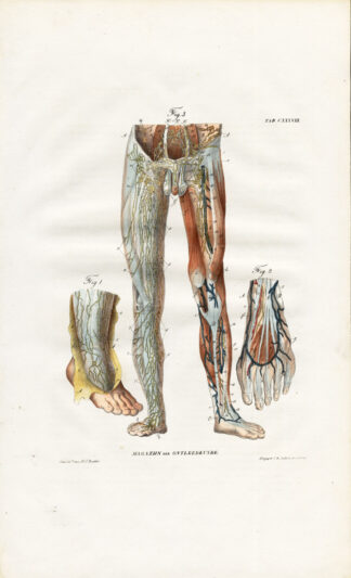 Antique Anatomy Print-LYMPHATIC SYSTEM-LOWER LIMBS-LEG-FOOT-THIGH-Richter-1839