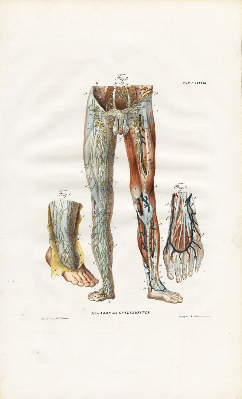 , Antique Anatomy Print-LYMPHATIC SYSTEM-LOWER LIMBS-LEG-FOOT-THIGH-Richter-1839, Pictura Antique Prints